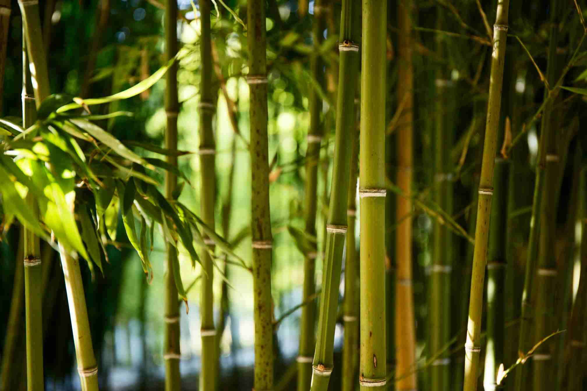 bamboo - Top 5 Eco-Friendly Materials for Wet Wipes